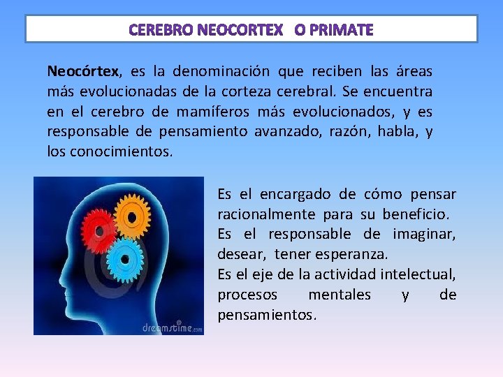 Neocórtex, es la denominación que reciben las áreas más evolucionadas de la corteza cerebral.