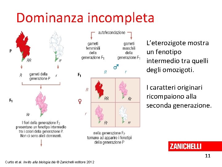 Dominanza incompleta L’eterozigote mostra un fenotipo intermedio tra quelli degli omozigoti. I caratteri originari