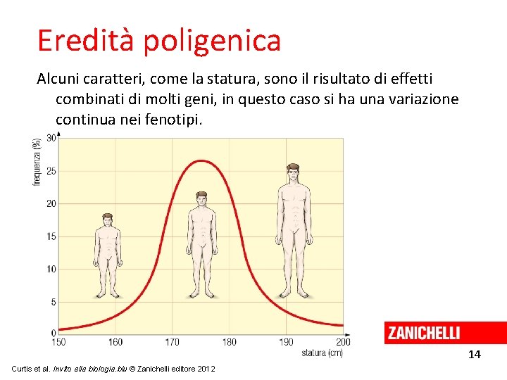 Eredità poligenica Alcuni caratteri, come la statura, sono il risultato di effetti combinati di