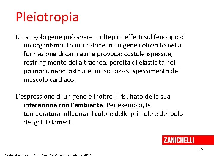 Pleiotropia Un singolo gene può avere molteplici effetti sul fenotipo di un organismo. La