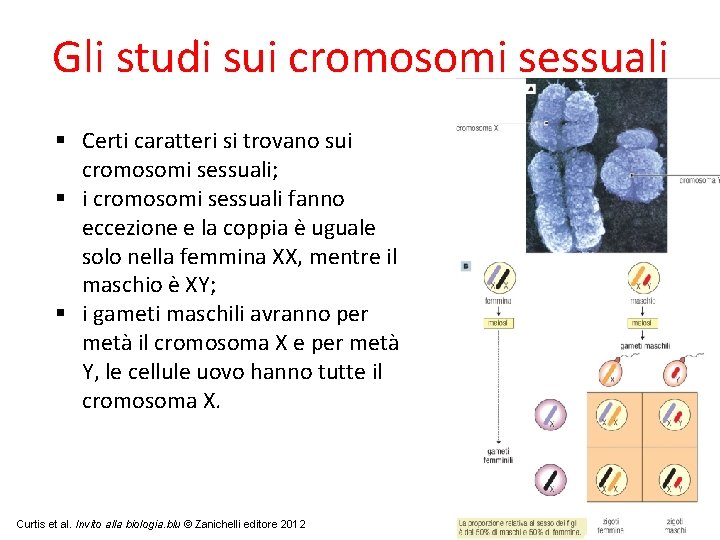 Gli studi sui cromosomi sessuali Certi caratteri si trovano sui cromosomi sessuali; i cromosomi