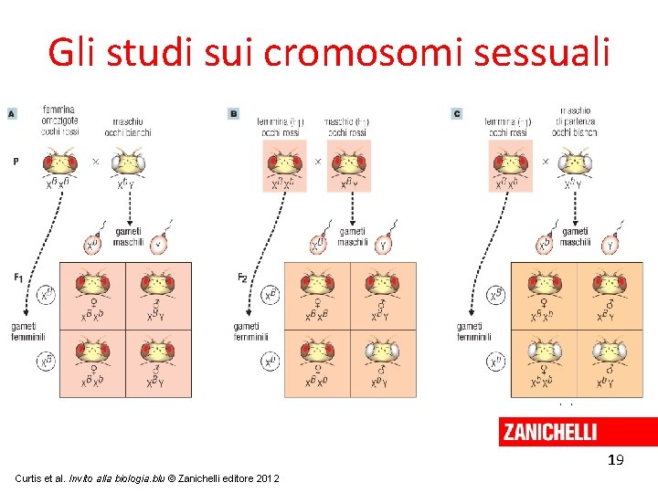 Gli studi sui cromosomi sessuali 19 Curtis et al. Invito alla biologia. blu ©