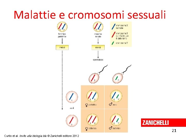 Malattie e cromosomi sessuali 21 Curtis et al. Invito alla biologia. blu © Zanichelli