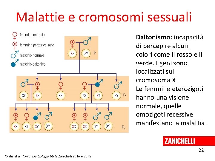 Malattie e cromosomi sessuali Daltonismo: incapacità di percepire alcuni colori come il rosso e