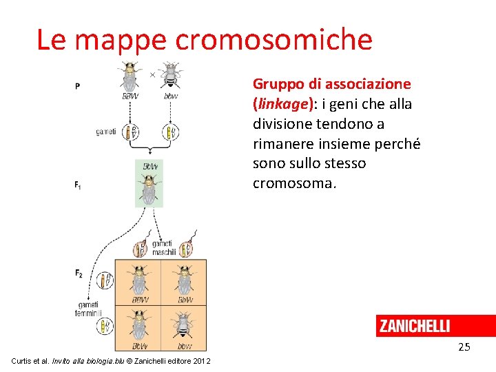 Le mappe cromosomiche Gruppo di associazione (linkage): i geni che alla divisione tendono a