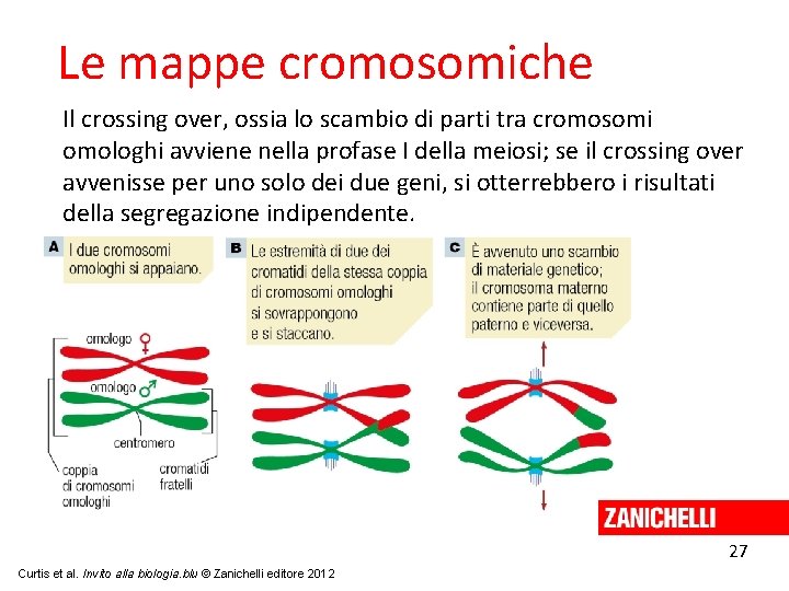 Le mappe cromosomiche Il crossing over, ossia lo scambio di parti tra cromosomi omologhi