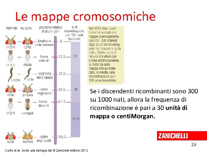 Le mappe cromosomiche Se i discendenti ricombinanti sono 300 su 1000 nati, allora la