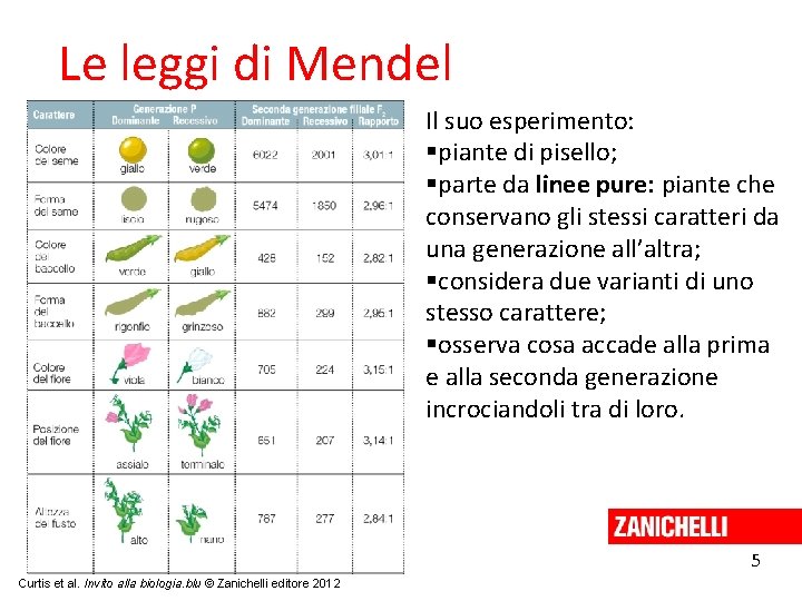 Le leggi di Mendel Il suo esperimento: piante di pisello; parte da linee pure: