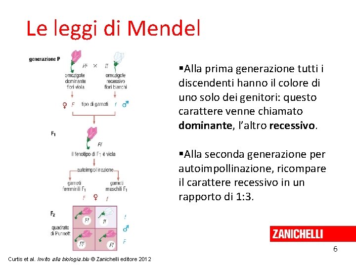 Le leggi di Mendel Alla prima generazione tutti i discendenti hanno il colore di