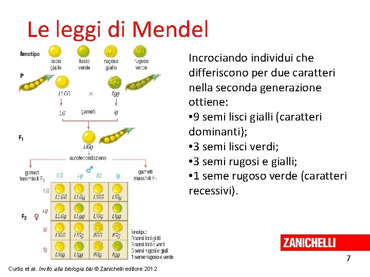 Le leggi di Mendel Incrociando individui che differiscono per due caratteri nella seconda generazione