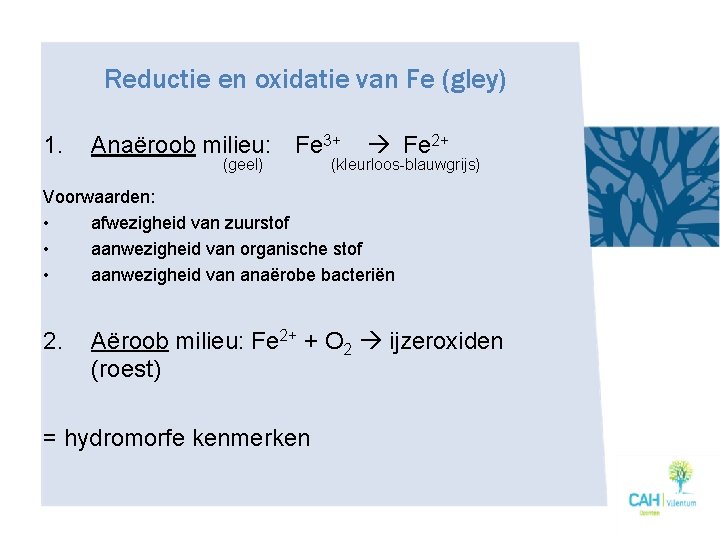 Reductie en oxidatie van Fe (gley) 1. Anaëroob milieu: Fe 3+ Fe 2+ (geel)