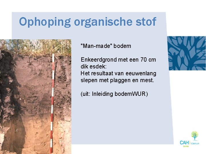 Ophoping organische stof "Man-made" bodem Enkeerdgrond met een 70 cm dik esdek: Het resultaat