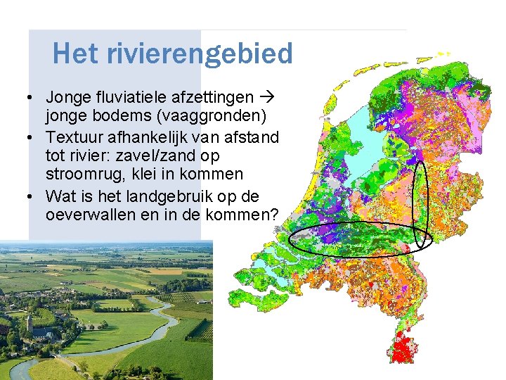 Het rivierengebied • Jonge fluviatiele afzettingen jonge bodems (vaaggronden) • Textuur afhankelijk van afstand