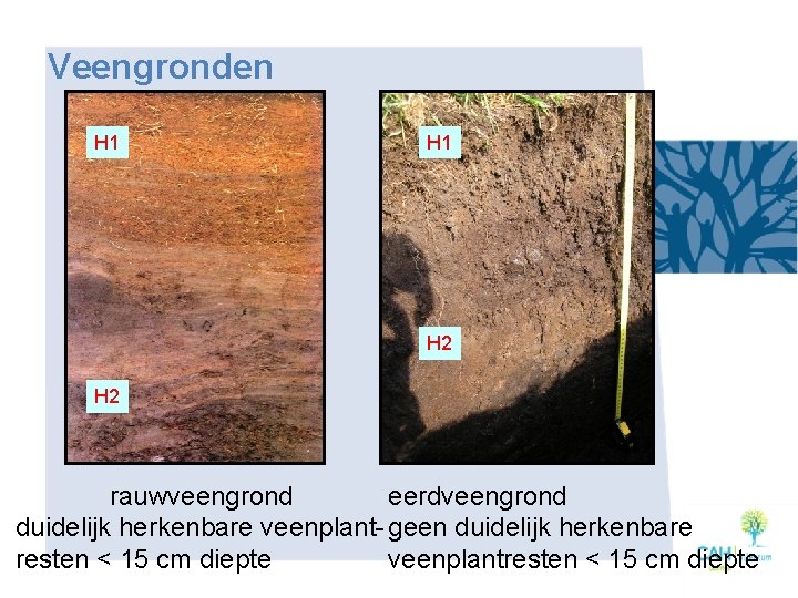 Veengronden H 1 H 2 rauwveengrond eerdveengrond duidelijk herkenbare veenplant- geen duidelijk herkenbare resten