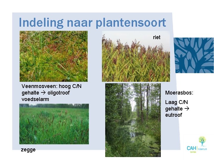 Indeling naar plantensoort riet Veenmosveen: hoog C/N gehalte oligotroof voedselarm zegge Moerasbos: Laag C/N