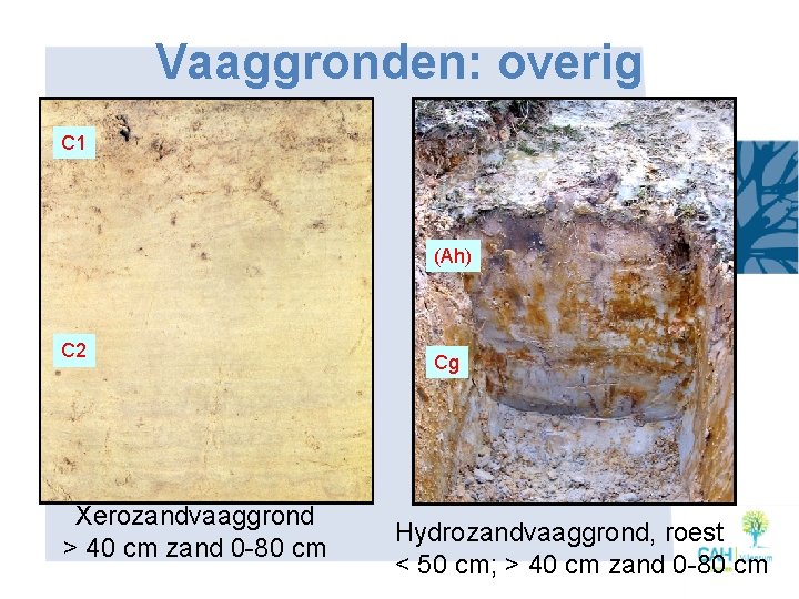 Vaaggronden: overig C 1 (Ah) C 2 Xerozandvaaggrond > 40 cm zand 0 -80