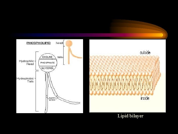 Lipid bilayer 