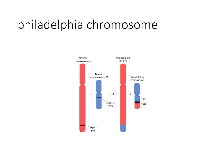 philadelphia chromosome 