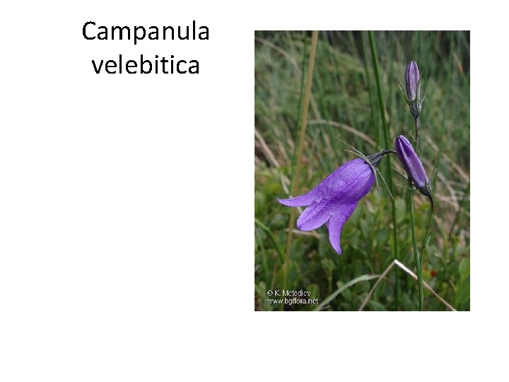 Campanula velebitica 