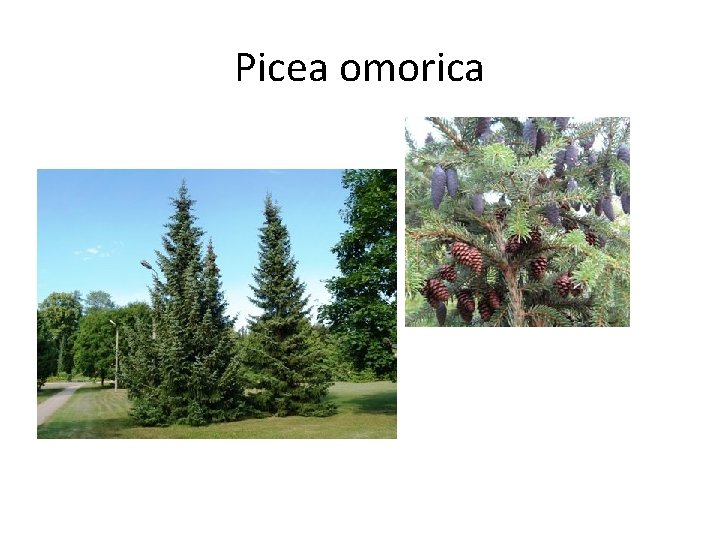 Picea omorica 