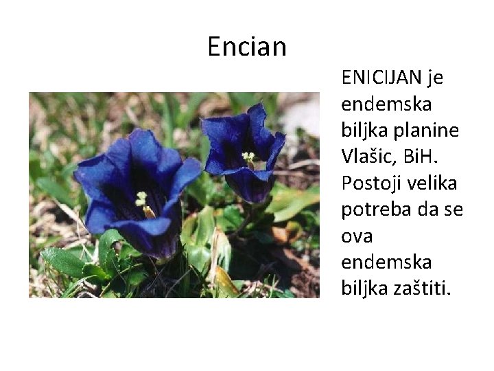 Encian ENICIJAN je endemska biljka planine Vlašic, Bi. H. Postoji velika potreba da se