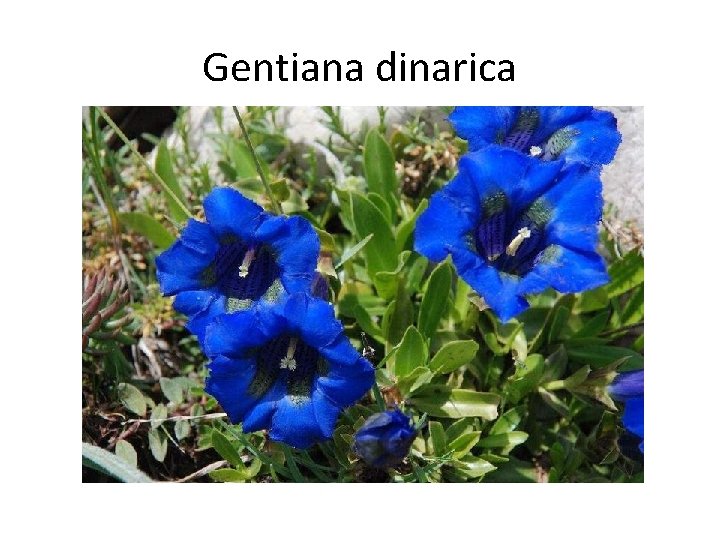 Gentiana dinarica 