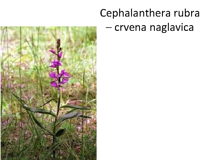 Cephalanthera rubra – crvena naglavica 