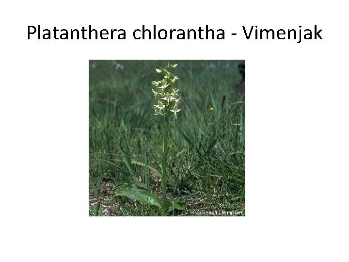 Platanthera chlorantha - Vimenjak 