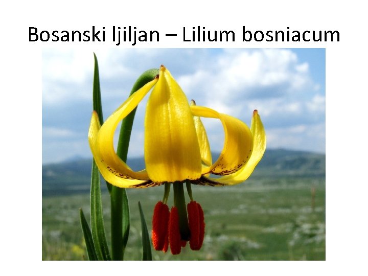 Bosanski ljiljan – Lilium bosniacum 