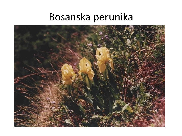 Bosanska perunika 