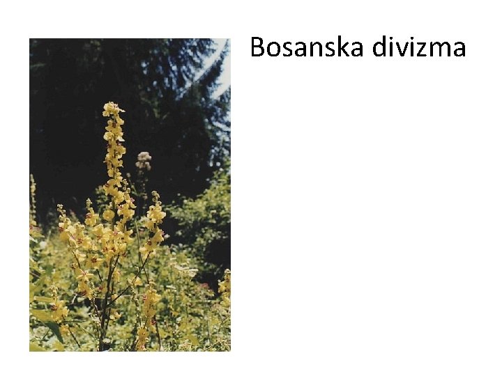 Bosanska divizma 