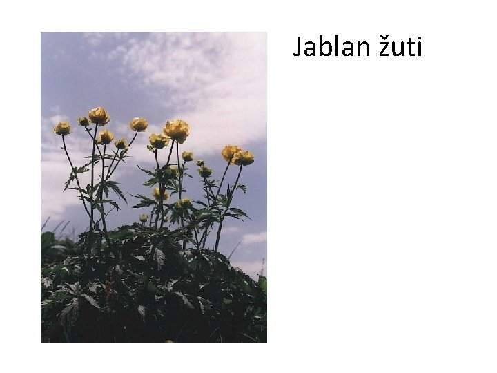 Jablan žuti 