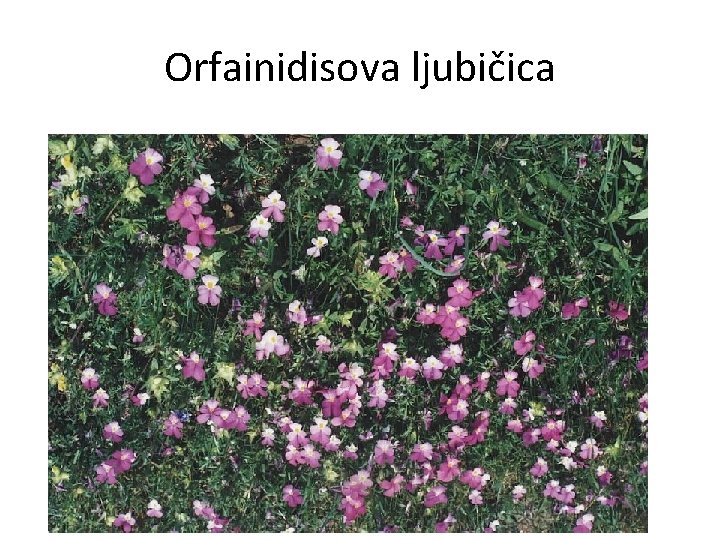 Orfainidisova ljubičica 