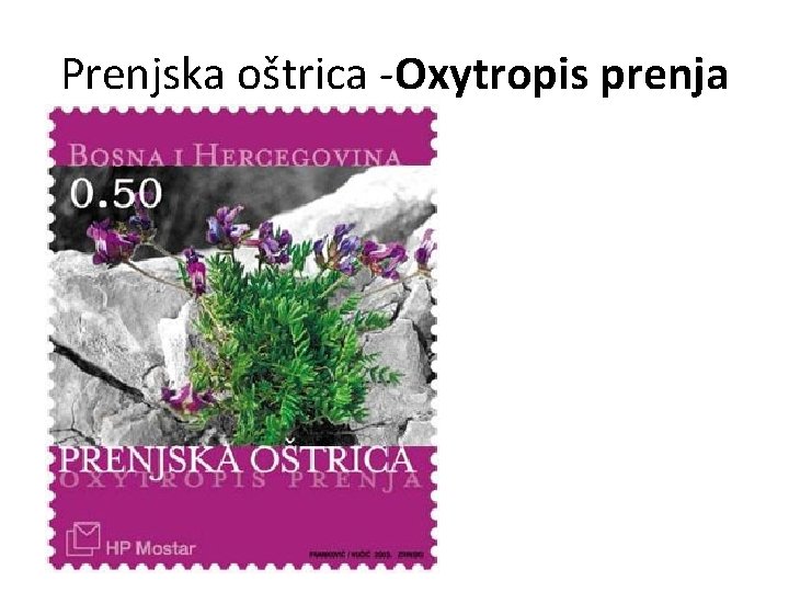 Prenjska oštrica -Oxytropis prenja 