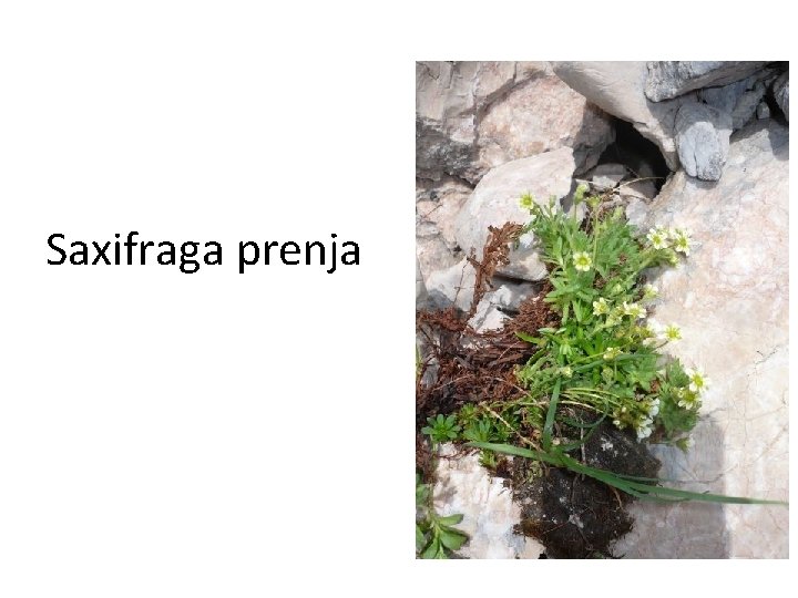 Saxifraga prenja 