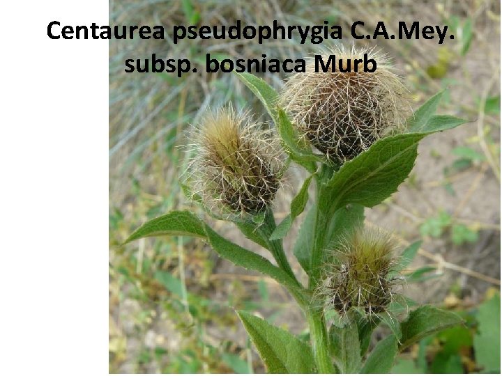 Centaurea pseudophrygia C. A. Mey. subsp. bosniaca Murb 