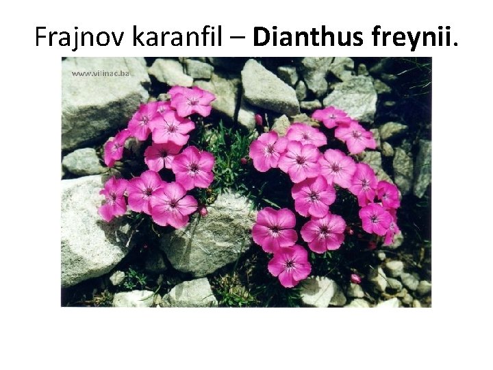 Frajnov karanfil – Dianthus freynii. 