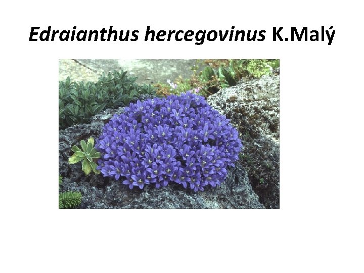 Edraianthus hercegovinus K. Malý 