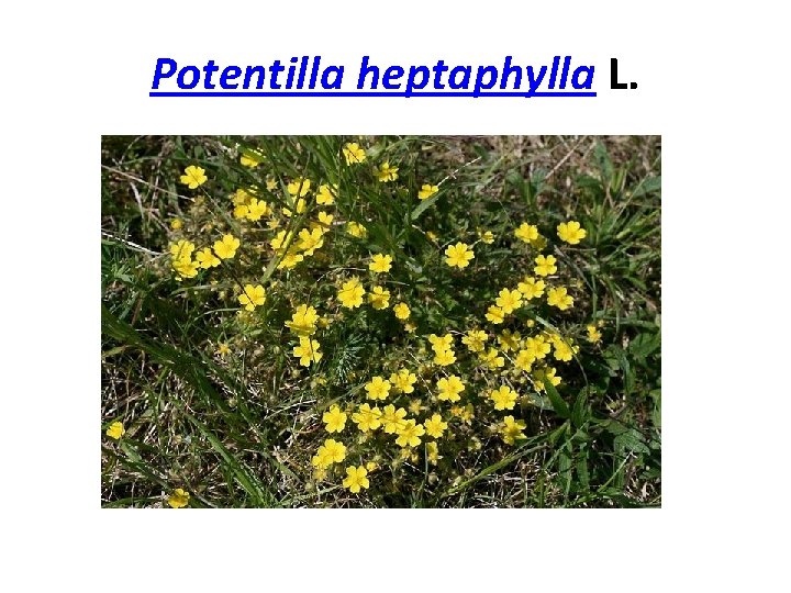 Potentilla heptaphylla L. 