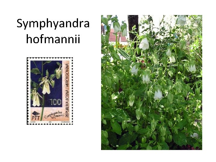 Symphyandra hofmannii 