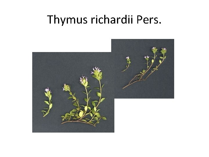 Thymus richardii Pers. 