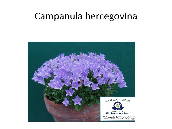 Campanula hercegovina 