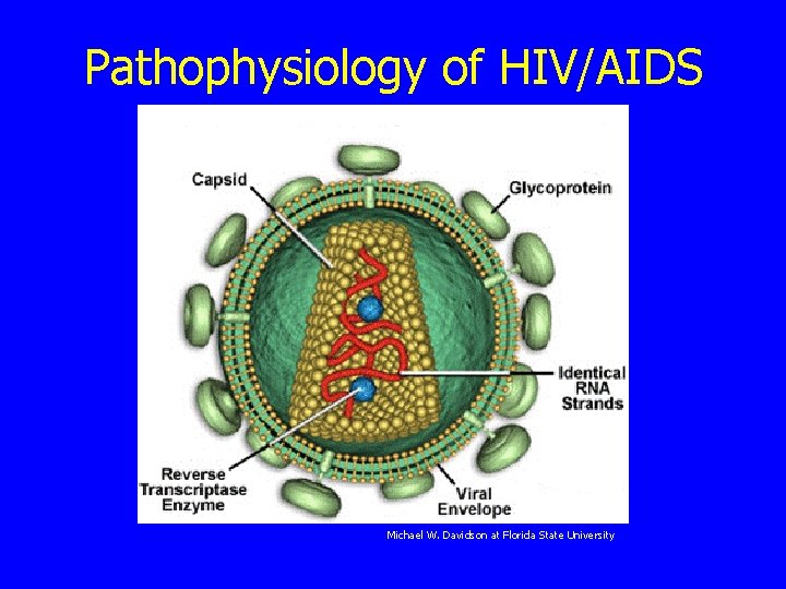 Pathophysiology of HIV/AIDS Michael W. Davidson at Florida State University 