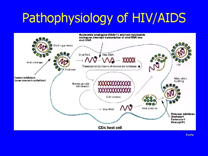 Pathophysiology of HIV/AIDS Roche 