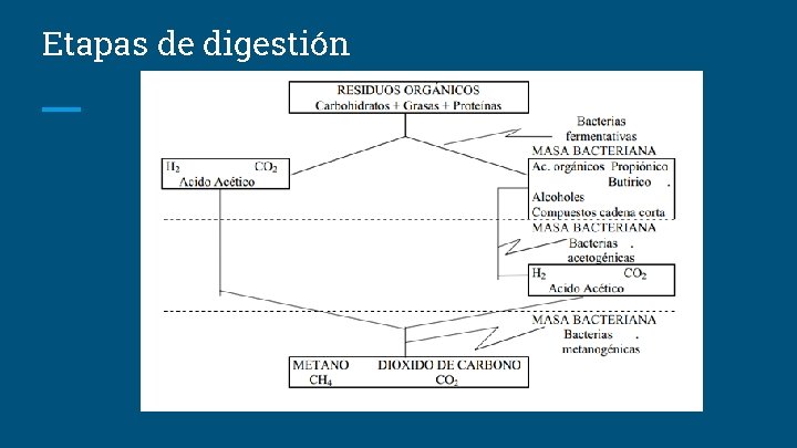 Etapas de digestión 