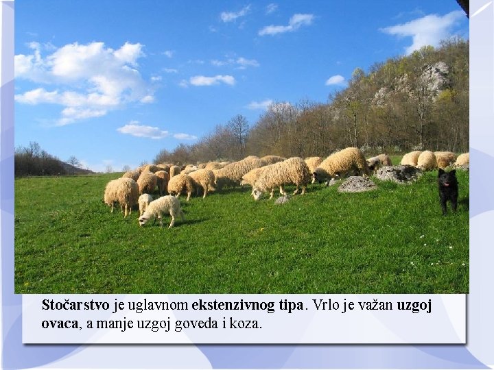 Stočarstvo je uglavnom ekstenzivnog tipa. Vrlo je važan uzgoj ovaca, a manje uzgoj goveda