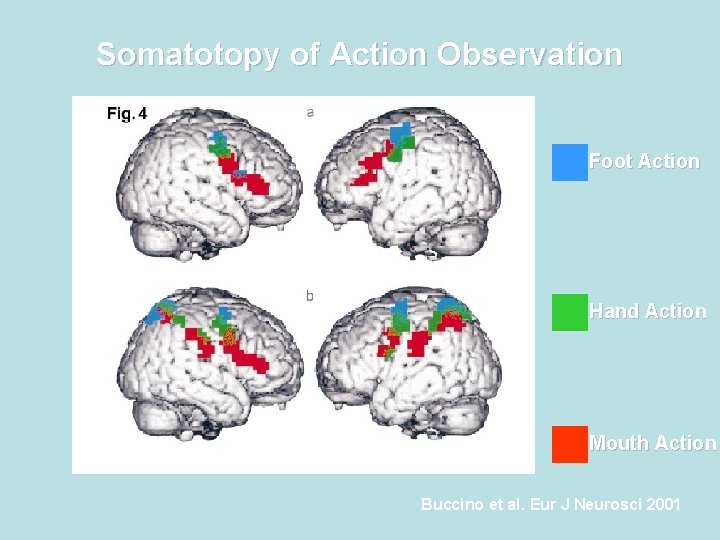 Somatotopy of Action Observation Foot Action Hand Action Mouth Action Buccino et al. Eur