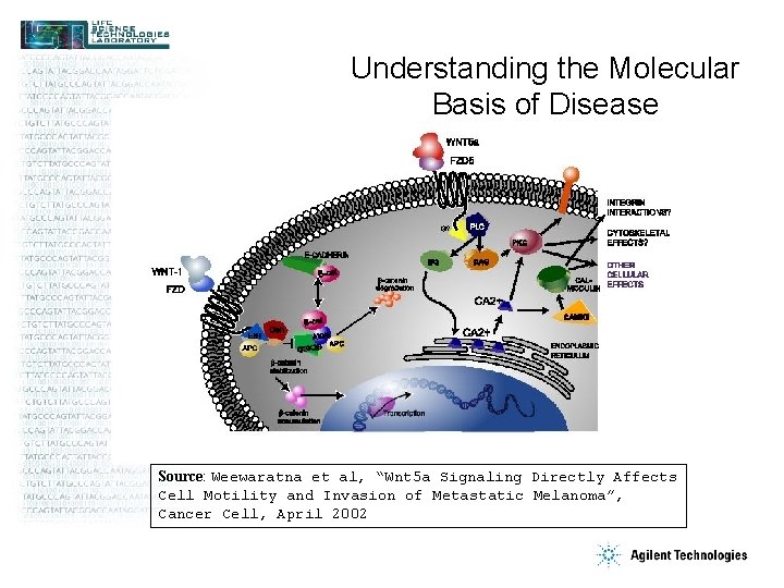 Understanding the Molecular Basis of Disease Source: Weewaratna et al, “Wnt 5 a Signaling