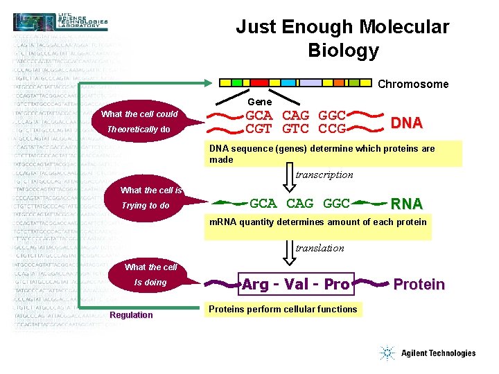 Just Enough Molecular Biology Chromosome Gene What the cell could Theoretically do GCA CAG