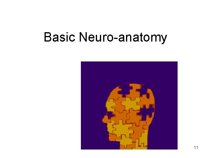 Basic Neuro-anatomy 11 